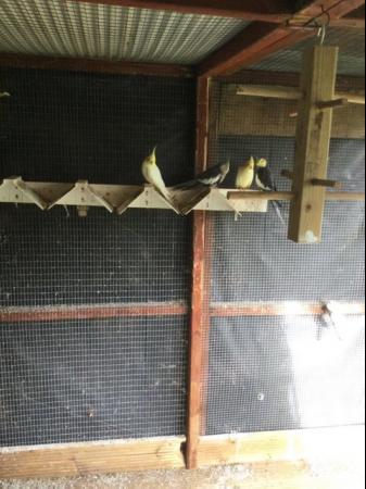 Image 3 of Cockatiels and baby budgies for sale East Harling,NR162JB