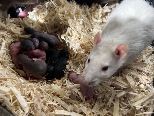 Image 5 of Rodents rats ASF mice hamsters