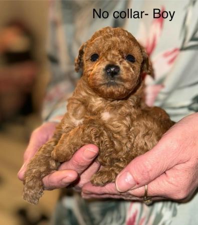 Image 5 of ! Red/apricot toy poodle puppies,adorable! !