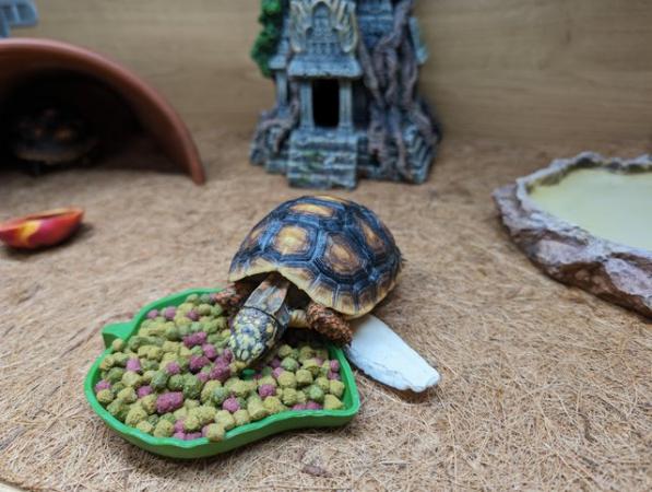 Image 6 of Pair of Red Legged Tortoise and vivarium and stand