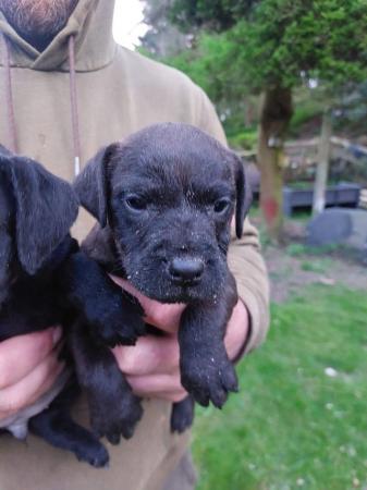 Image 5 of Patterdale terrier puppies for sale