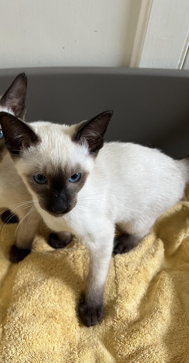 Preview of the first image of Adorable 100% pure Siamese kittens available.