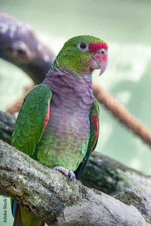 Image 2 of Handreared Tame Amazon parrots. **Super Rare**