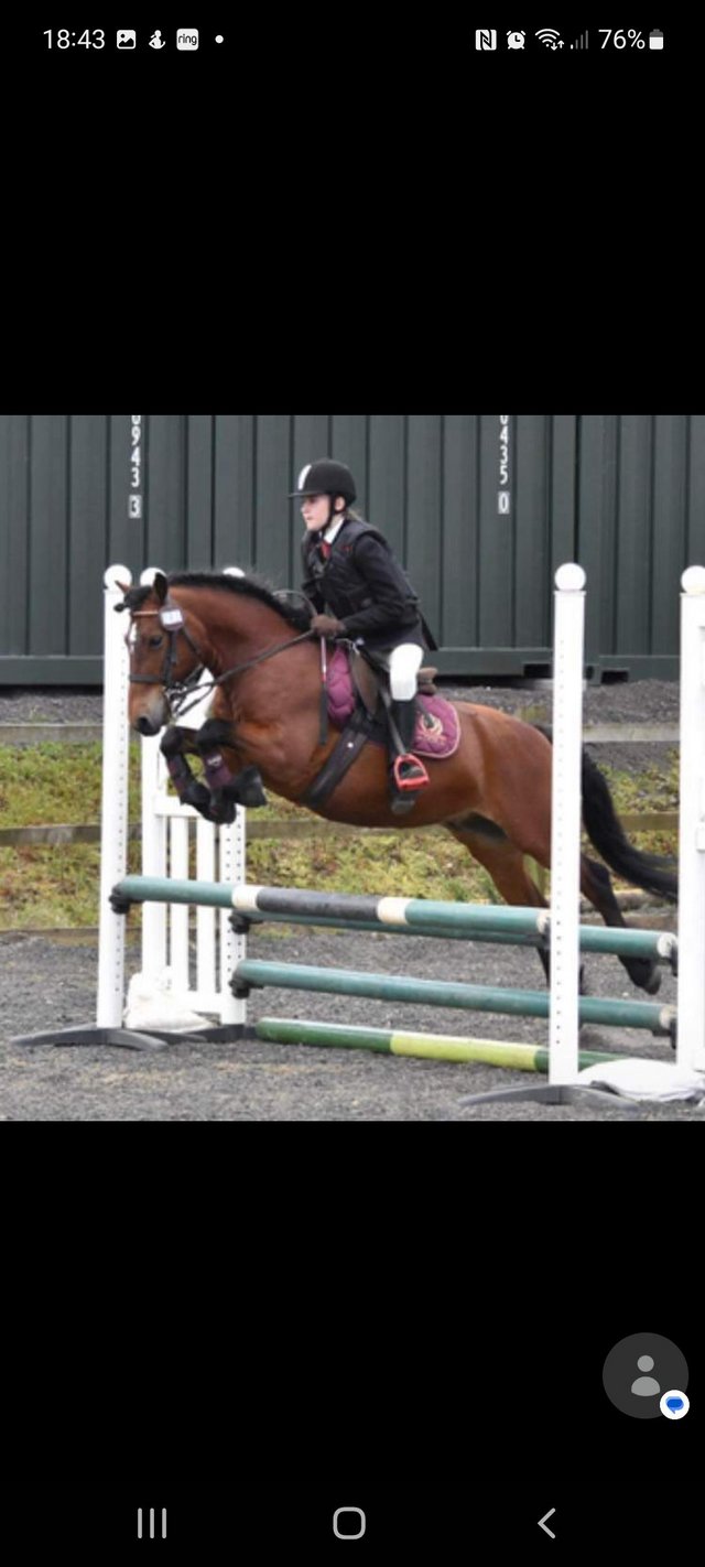 Preview of the first image of 12.2 Perfect All Rounder or show pony.