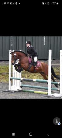Image 1 of 12.2 Perfect All Rounder or show pony