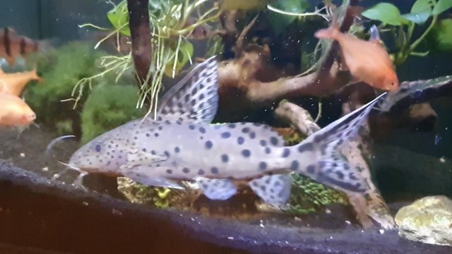Image 3 of Synodontis Petricola Tropical Catfish
