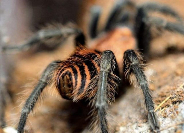 Preview of the first image of Tiger rump tarantula for sale.