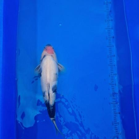 Image 14 of Koi carp from 45cm to 80cm need new home