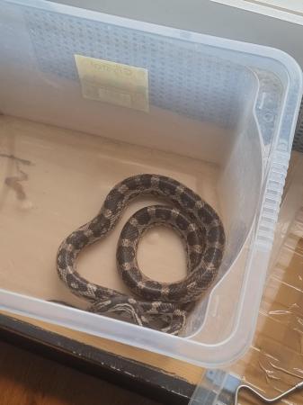 Image 8 of 11 year old Corn Snake needs rehoming