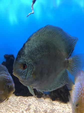 Image 5 of 12 Chens Discus for sale