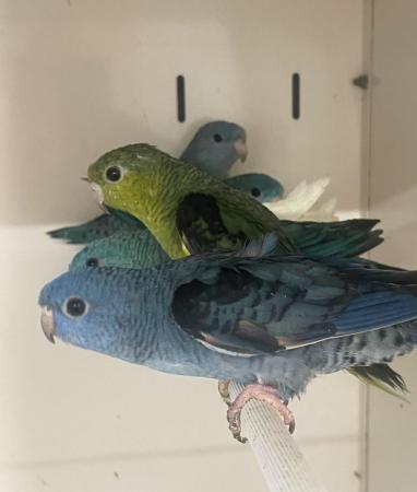 Image 1 of lineolated Parakeets available