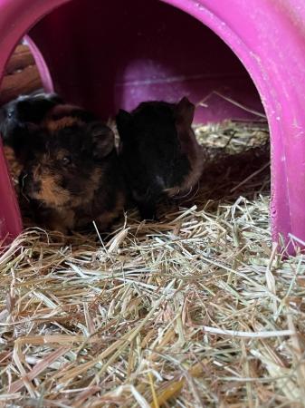 Image 2 of beautiful young male guinea pigs