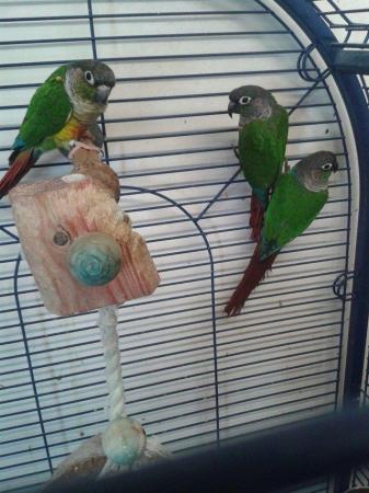 Image 2 of ......Baby Conure Parrots.....