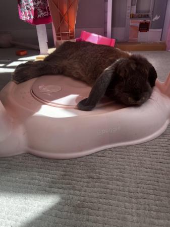 Image 6 of French lop choclote otterDoe for sale 16 weeks old
