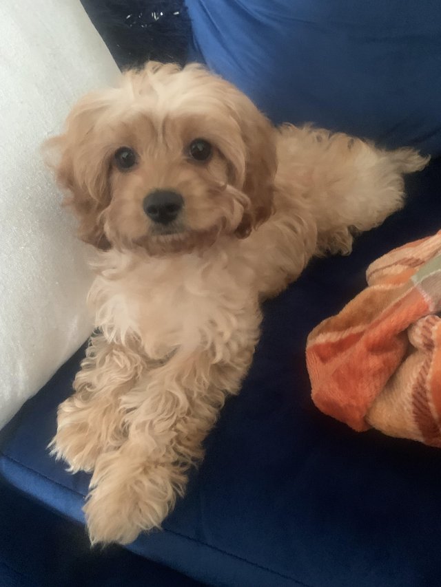 Preview of the first image of 4 month old male cavapoo.