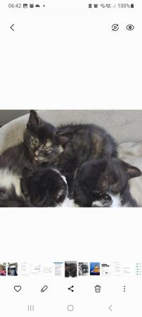 Image 9 of Beautiful British shorthair Cross x Calico kittens