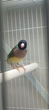 Image 4 of Two females Gouldian finches