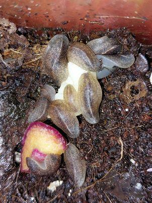 Image 3 of Tropical leatherleaf slug Babies
