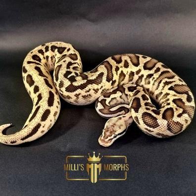 Preview of the first image of Firefly Leopard 100% Double Het Clown Pied Male.