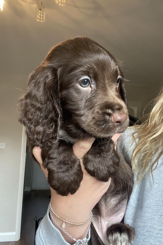 Preview of the first image of Stunning Sprocker Spaniel Puppies.
