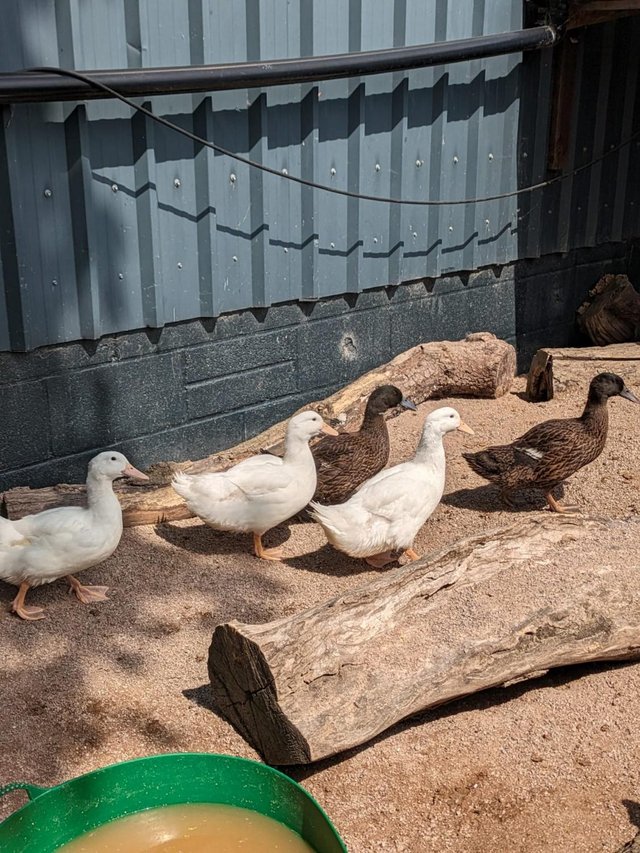 Preview of the first image of Female ducks: Cherry Valley & Khaki Campbell.