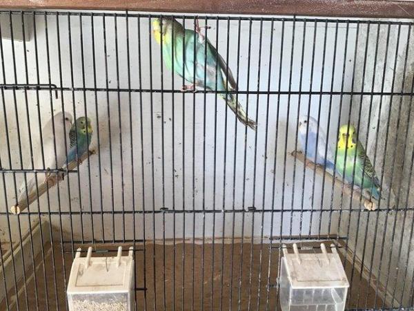 Image 4 of Young budgies 3-9 months old various colours