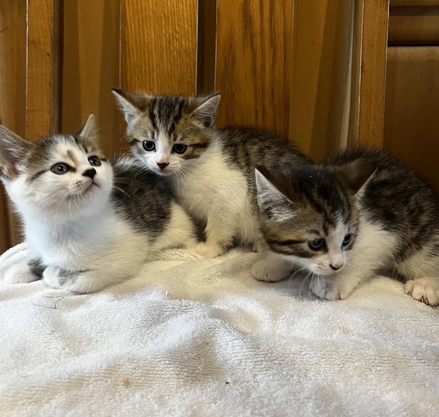 Preview of the first image of 3 tabby and white kittens 2 boys and 1girl.