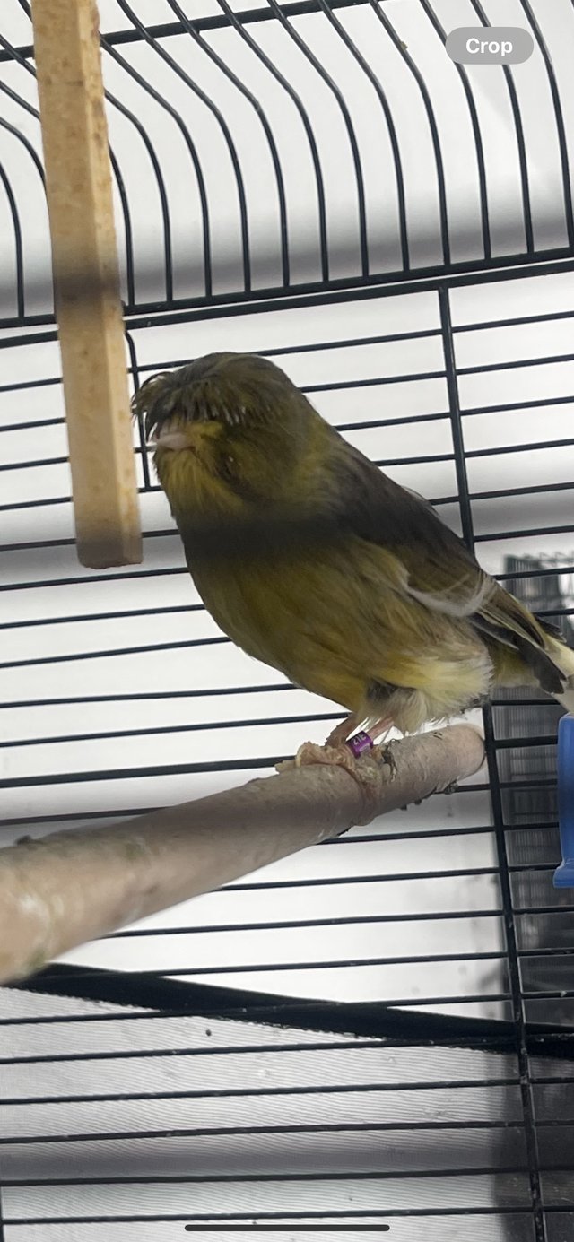 Preview of the first image of Male canary Gloster for sale.