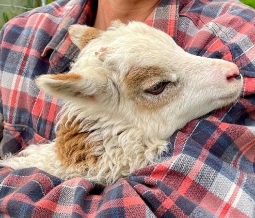Image 1 of Soay lambs for sale - wonderful characters, beautiful fleece