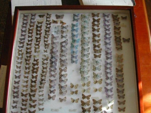 Image 4 of butterflies moths insects cabinets