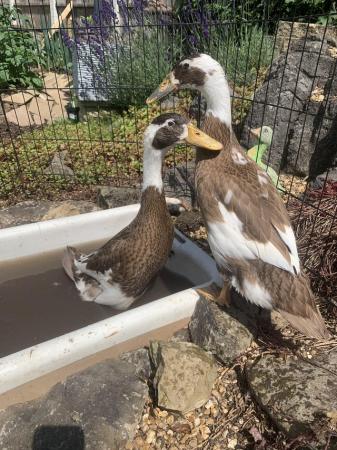 Image 4 of Two 7 week old runner ducks