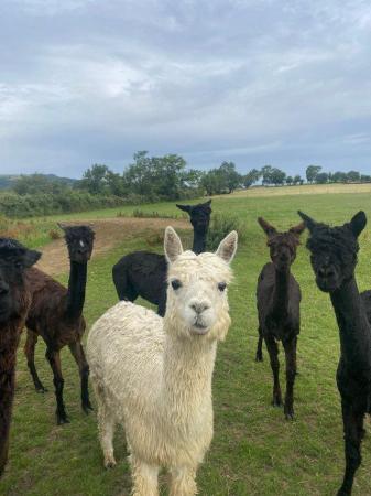 Image 4 of Alpacas look for loving new homes