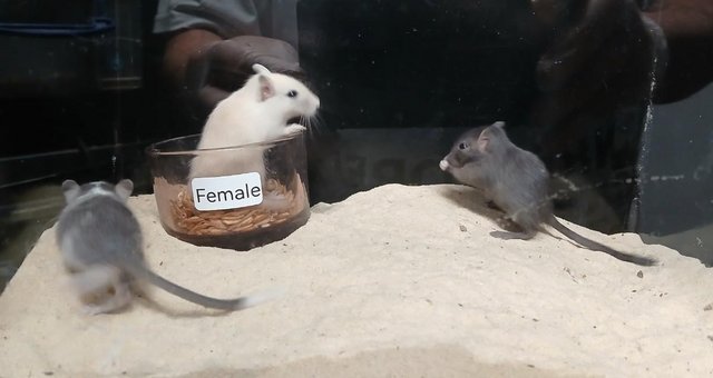 Image 3 of Baby Gerbils males and females