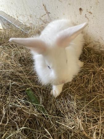 Image 3 of Mixed breed lionhead X lopear male blue eyes white rabbit