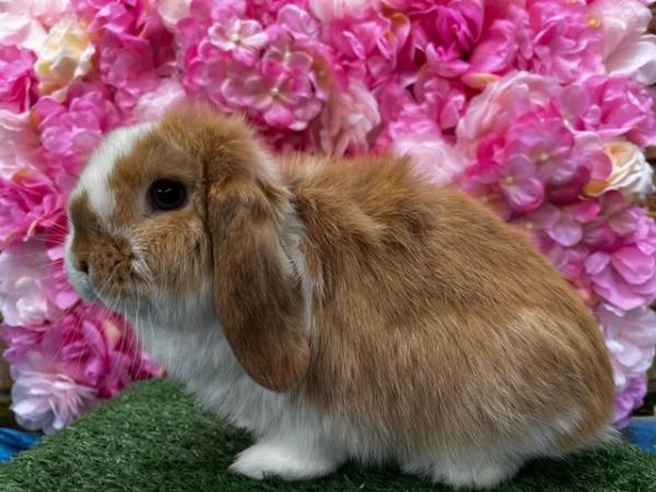 Image 1 of Mini lop buck Ready now Pet home only
