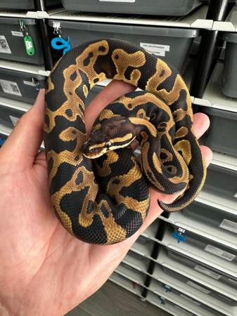 Image 8 of Royal Python Hatchlings Available.