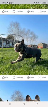 Image 2 of French bulldog needs a new home, without children