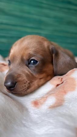 Image 9 of 4 beautiful dachshund puppies