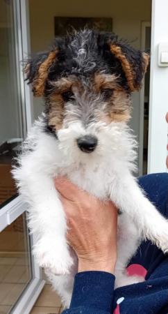 Image 12 of Wire Haired Fox Terrier puppies for sale/now all sold