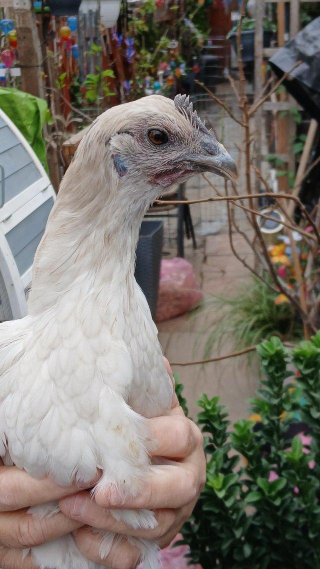 1 zombie hen please read ad