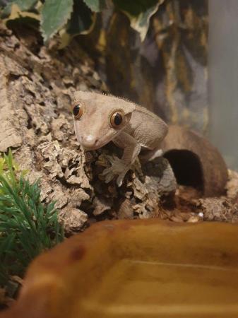 Image 3 of Adult male crested gecko looking for new home