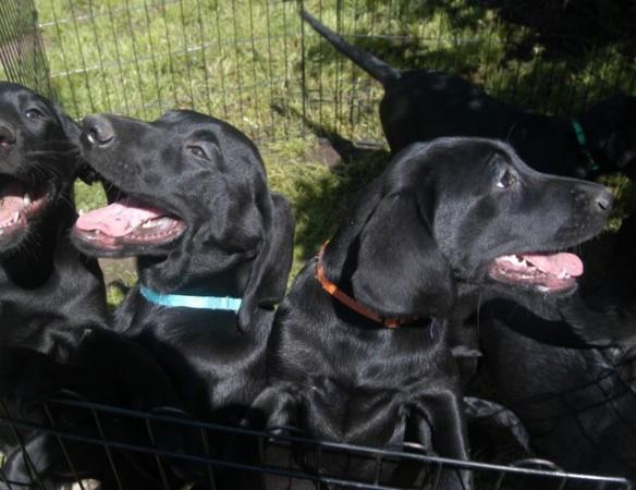 Image 33 of KC Registered Health Tested Parents Labrador Puppies