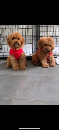 Image 11 of Extensively Health Tested Deep Red Toy Poodle Stud