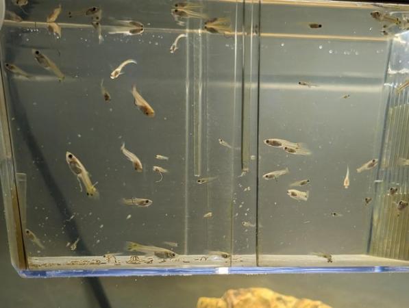 Image 4 of Baby guppies for sale - various ages