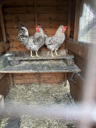 Image 2 of cream leg bar hens  ready for season