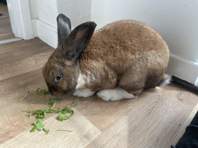 Preview of the first image of 12.5 Month Old Male Rabbit - Wally.
