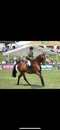 Image 1 of Talented 9yr old TB gelding