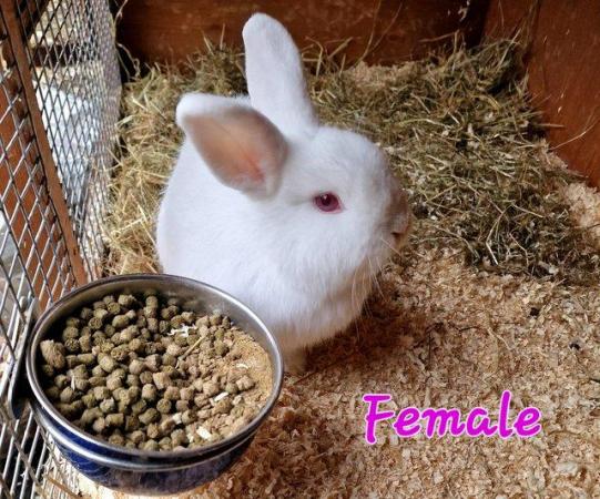 Image 17 of 1 Albino Lion-Lop Bunny For Sale