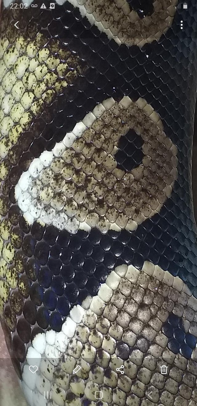 Preview of the first image of Black head royal python 50% possible het Orange ghost.