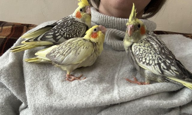 Image 16 of Hand reared cockatiels for sale, ready to leave soon